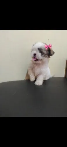 Shitzu fêmea 