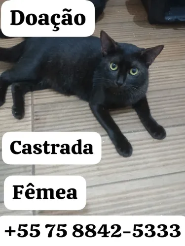 Gatinho para adoção