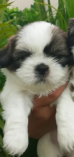 Vendo filhote shitzu macho 