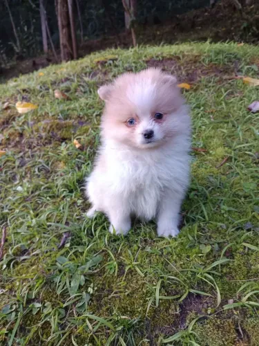 Spitz Alemão belo machinho