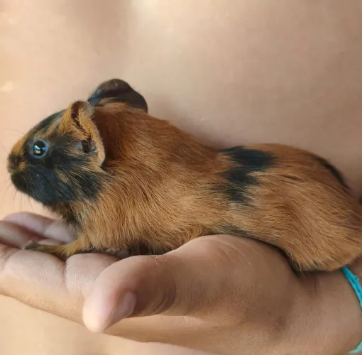 Porquinho da Índia