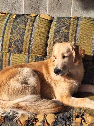 ?Procura-se Golden Retriever Macho para Cruza (Tubarão - SC)