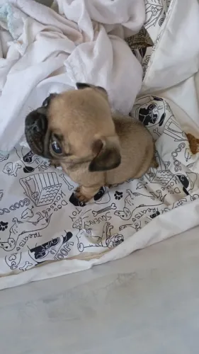 Filhotes de pug macho puro