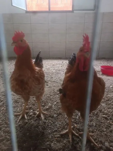 Quero vender dois frangos 