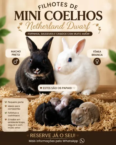 Mini coelhos Netherland Dwarf
