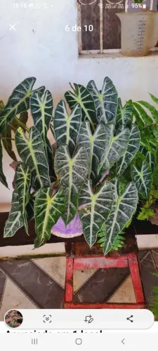 Vasos&Plants 
