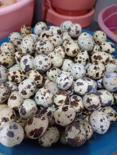 Ovos de codorna gigante galados
