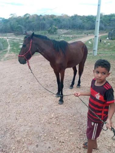 Vendo cavalo manso