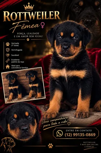 Rottweiler
