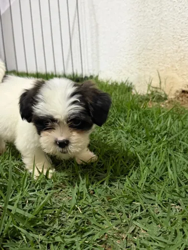 shih tzu mini / micro filhote
