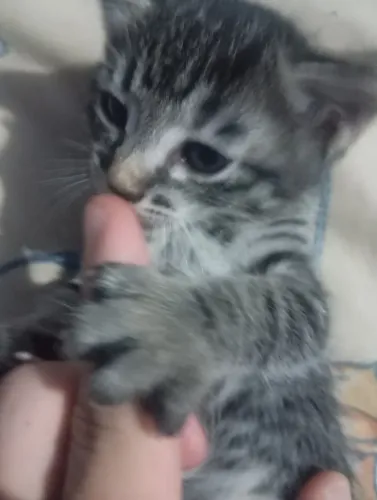 Gato fêmea para adoção 