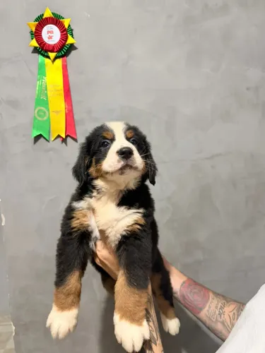 Fêmea de Bernese 