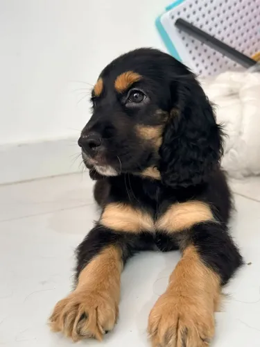 Anjos de 4 patas cocker spanhiel