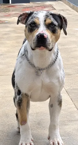 Doação de pitbull