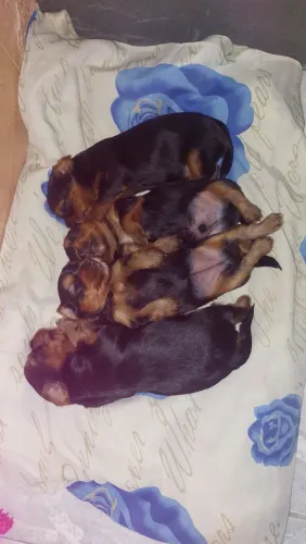 Yorkshire Terrier Fêmea e Macho