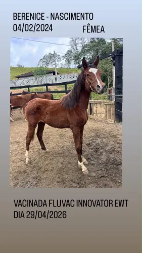 Cavalos - Lote Puro Sangue Árabe 5 potros disponíveis