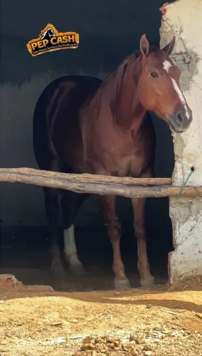 Cavalo