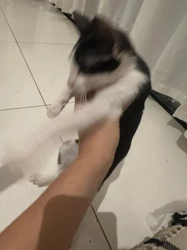Doa-se gato bicolor