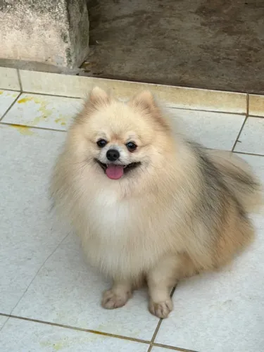 Macho de Lulu