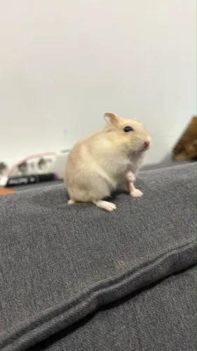 Hamster anão russo | Fofinho e amoroso