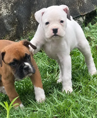 Filhote fêmea de boxer, branca 