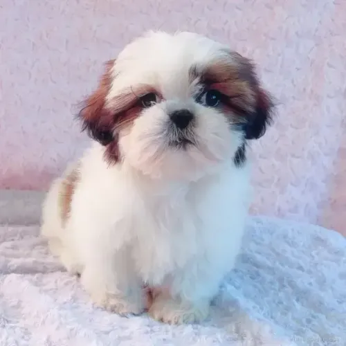 Filhotes shih tzu/shitzu linhagem selecionada e super dócil