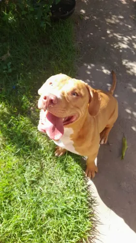 Pitbull filhote macho para adoção 