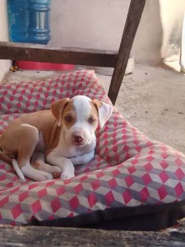Pitbull america terrier fêmea