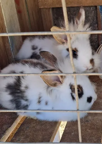 Coelhos
