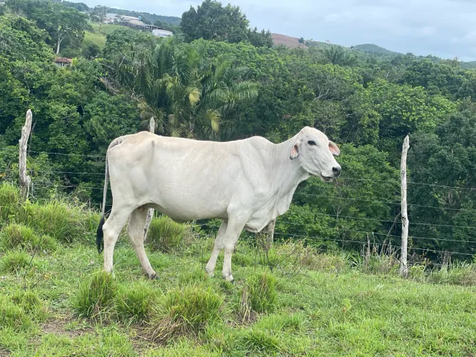 Novilha prenha em dias de parir
