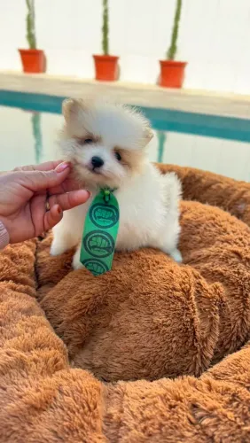 Lulu da Pomerânia 