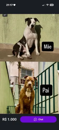 Pittbull 