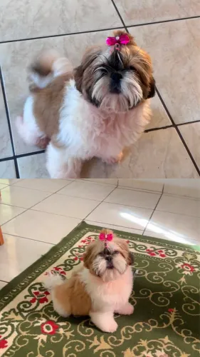 Vende-se filhote de cachorro da raça shih tzu é uma fêmea pura tem apenas seis meses