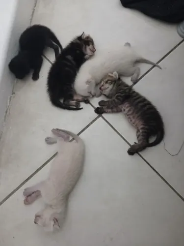 Reserva pra doação desses bebês interessados so chamar 