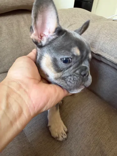 Bulldog francês lilac and tan