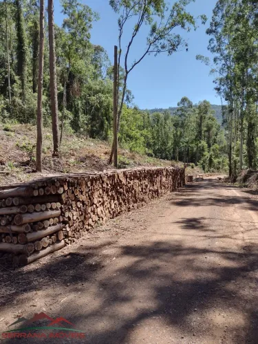 AREA RURAL em Nova Petrópolis - RS, Arroio Paixão