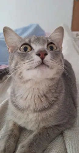 Adoção Responsável Gato Fêmea 