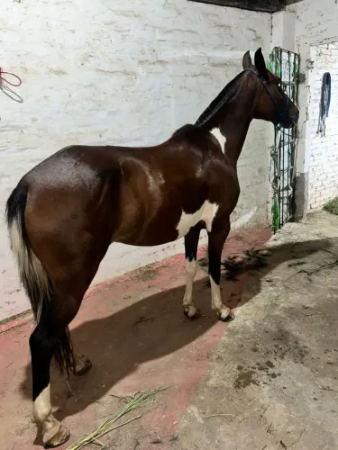 Égua macha picada oportunidade única interessados chamar no WhatsApp *