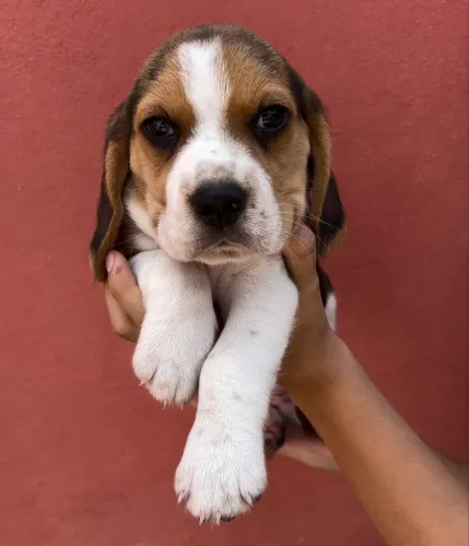 Beagles bagunceiro