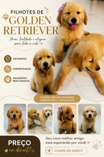 Filhote de Golden