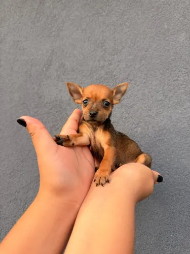 Miniatura Pinscher 0 fêmea filhote 
