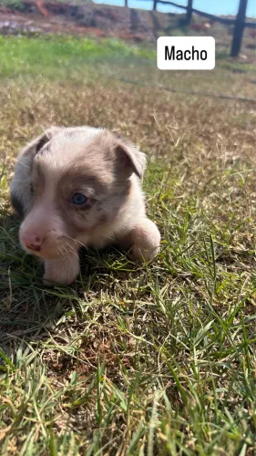 Filhote de border collie macho puro