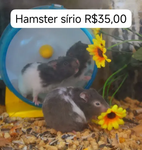 Hamster anão russo e sírio promoção coelho porquinho cal0psita