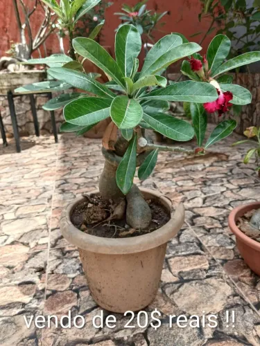 Plantas do deserto