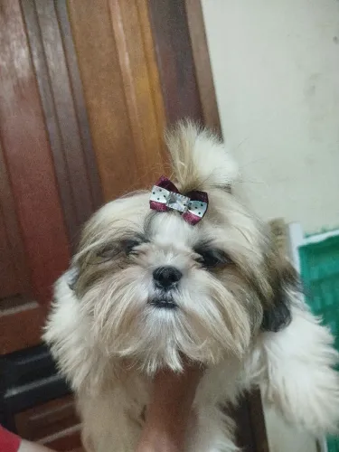 Cachorra da raça shih Tzu fêmea  tô querendo trocar em outra cachorra fêmea