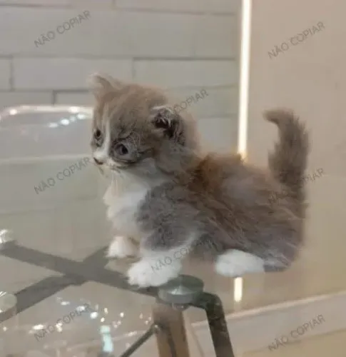 Munchkin 