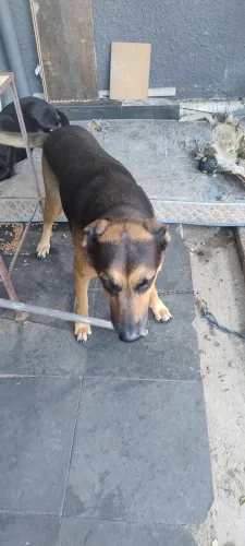 Doação de animais