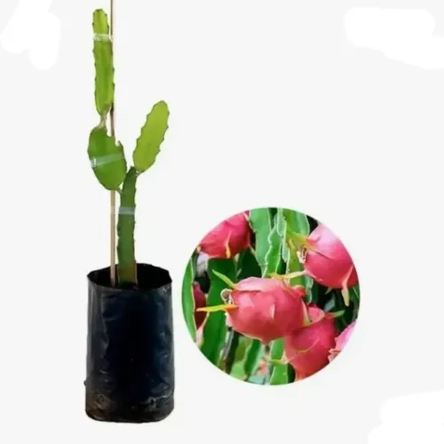 Muda de Pitaya 