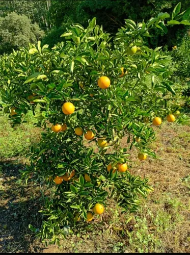 Laranja folha Murcha 