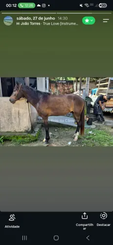 Cavalo, potro, mangalarga